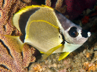 Blacknosed Butterflyfish - Johnrandallia nigrirostris - Cabo San Lucas, Mexico