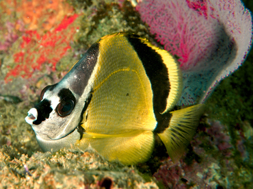 Blacknosed Butterflyfish - Johnrandallia nigrirostris - Cabo San Lucas, Mexico