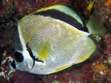 Blacknosed Butterflyfish - Johnrandallia nigrirostris - Cabo San Lucas, Mexico