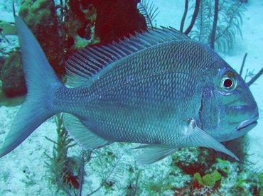 Jolthead Porgy - Calamus bajonado - Turks and Caicos