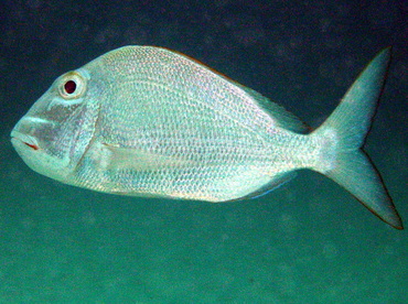 Jolthead Porgy - Calamus bajonado - Nassau, Bahamas