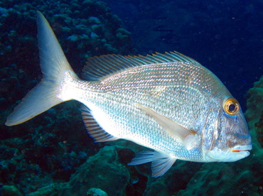 Jolthead Porgy - Calamus bajonado - Grand Cayman