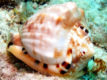 King Helmet - Cassis tuberosa - Bonaire