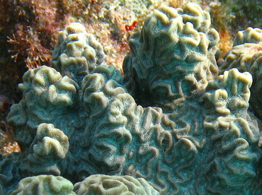 Knobby Brain Coral - Diploria clivosa - Isla Mujeres, Mexico