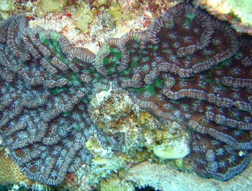 Knobby Cactus Coral - Mycetophyllia aliciae - Key Largo, Florida