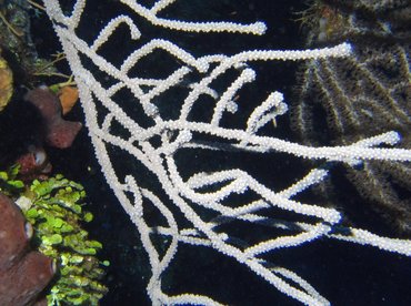 Knobby Sea Rods - Eunicea spp. - Turks and Caicos
