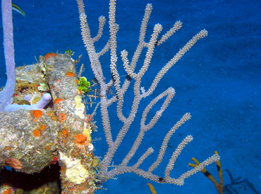 Knobby Sea Rods - Eunicea spp. - Grand Cayman
