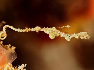 Thread Pipefish - Kyonemichthys rumengani - Anilao, Philippines