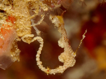 Thread Pipefish - Kyonemichthys rumengani - Anilao, Philippines