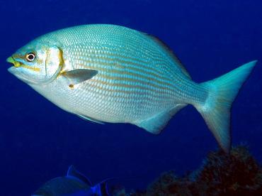 Brassy Chub - Kyphosus vaigiensis - Cozumel, Mexico