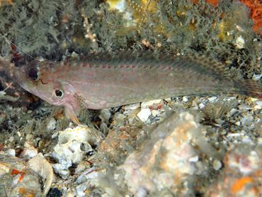 Masquerader Hairy Blenny - Labrisomus conditus - Blue Heron Bridge, Florida