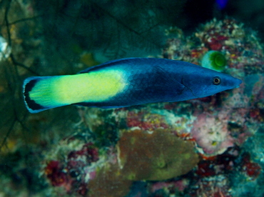 Bicolor Cleaner Wrasse - Labroides bicolor - Palau