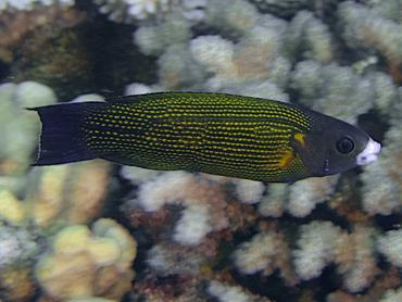 Polynesian Goldflake Wrasse - Labropsis polynesica - Moorea, French Polynesia