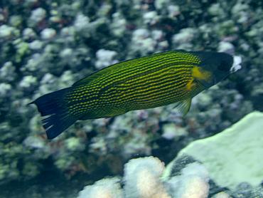 Polynesian Goldflake Wrasse - Labropsis polynesica - Moorea, French Polynesia