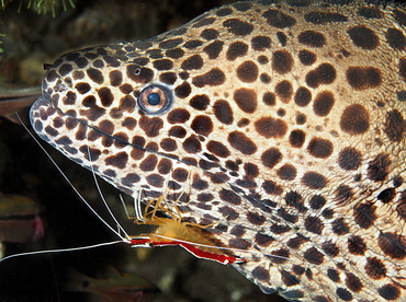 Laced Moray Eel - Gymnothorax favagineus - Bali, Indonesia