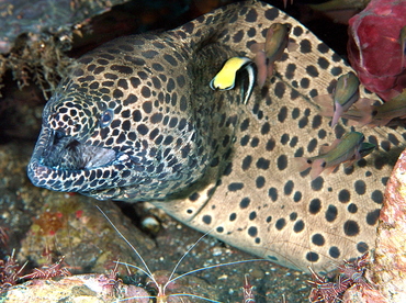 Laced Moray Eel - Gymnothorax favagineus - Bali, Indonesia