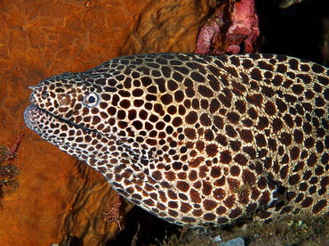 Laced Moray Eel - Gymnothorax favagineus - Bali, Indonesia