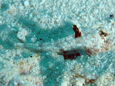 Lancer Dragonet - Callionymus bairdi - Cozumel, Mexico