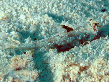 Lancer Dragonet - Callionymus bairdi - Cozumel, Mexico