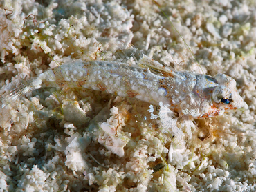 Lancer Dragonet - Callionymus bairdi - Cozumel, Mexico