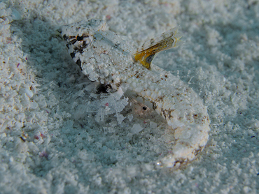 Lancer Dragonet - Callionymus bairdi - Turks and Caicos