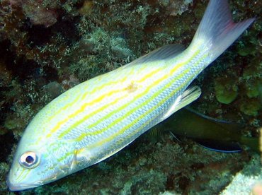 Lane Snapper - Lutjanus synagris - Key Largo, Florida