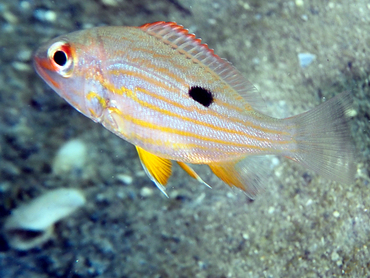 Lane Snapper - Lutjanus synagris - Blue Heron Bridge, Florida