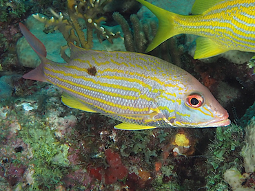 Lane Snapper - Lutjanus synagris - Palm Beach, Florida