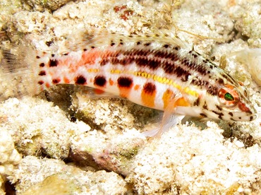 Lantern Bass - Serranus baldwini - Cozumel, Mexico