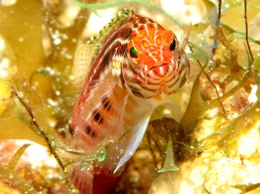 Lantern Bass - Serranus baldwini - Cozumel, Mexico