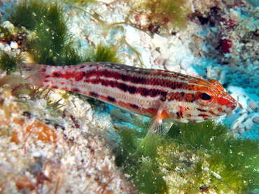 Lantern Bass - Serranus baldwini - Cozumel, Mexico