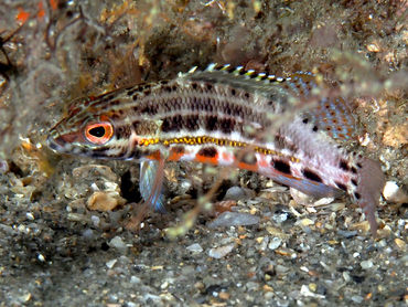 Lantern Bass - Serranus baldwini - Blue Heron Bridge, Florida