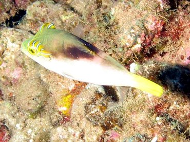 Lantern Toby - Canthigaster epilampra - Maui, Hawaii