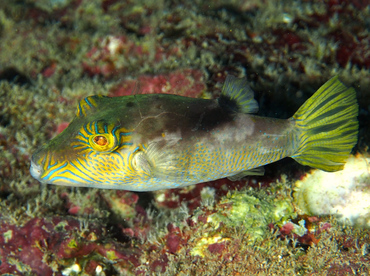 Lantern Toby - Canthigaster epilampra - Oahu, Hawaii