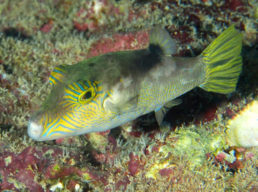 Lantern Toby - Canthigaster epilampra - Oahu, Hawaii