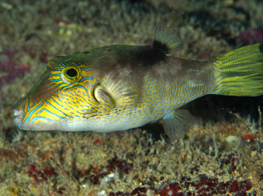 Lantern Toby - Canthigaster epilampra - Oahu, Hawaii