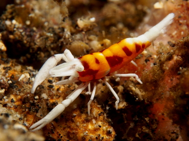 Laomenes sp. 1 - Laomenes sp. 1 - Lembeh Strait, Indonesia