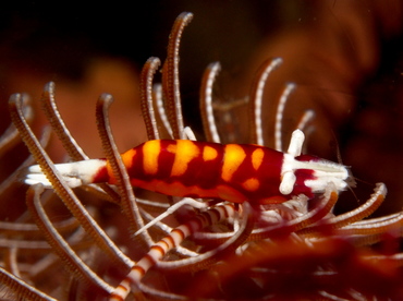 Laomenes sp. 1 - Laomenes sp. 1 - Lembeh Strait, Indonesia