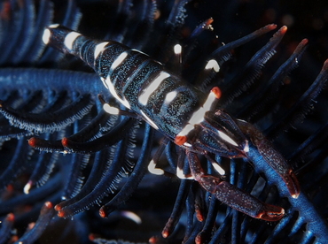 Laomenes sp. 2 - Laomenes sp. 2 - Bali, Indonesia