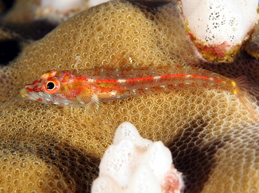 Largemouth Triplefin - Ucla xenogrammus - Palau