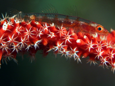 Large Whip Goby - Bryaninops amplus - Fiji