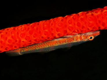 Large Whip Goby - Bryaninops amplus - Anilao, Philippines