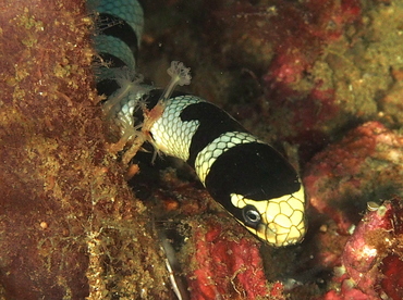 Banded Sea Krait - Laticauda colubrina - Anilao, Philippines