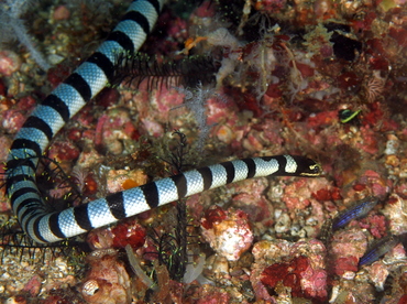 Banded Sea Krait - Laticauda colubrina - Anilao, Philippines