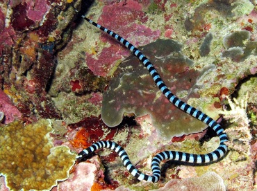 Blue-Lipped Sea krait - Laticauda laticaudata - Dumaguete, Philippines