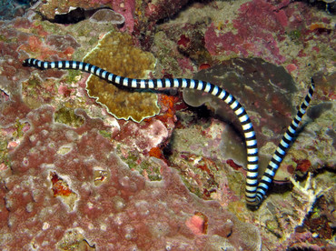 Blue-Lipped Sea krait - Laticauda laticaudata - Dumaguete, Philippines