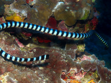 Blue-Lipped Sea krait - Laticauda laticaudata - Dumaguete, Philippines