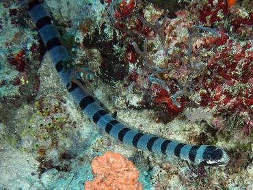 Blue-Lipped Sea krait - Laticauda laticaudata - Komodo, Indonesia