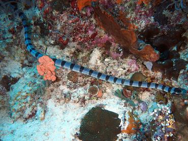 Blue-Lipped Sea krait - Laticauda laticaudata - Komodo, Indonesia