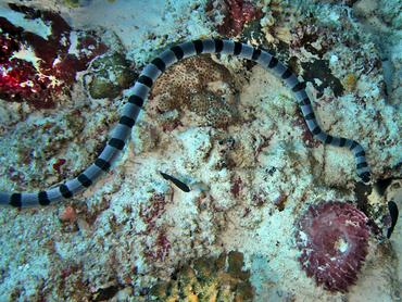 Blue-Lipped Sea krait - Laticauda laticaudata - Komodo, Indonesia